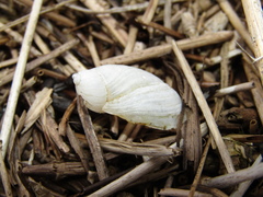 Succinea putris