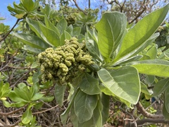 Heliotropium arboreum