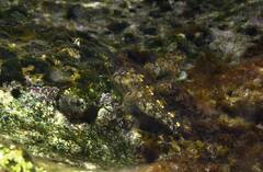 Coryphoblennius galerita