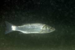 Dicentrarchus labrax