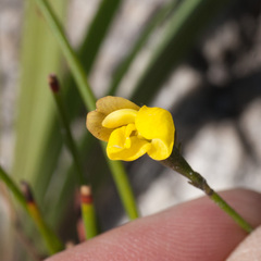 Lebeckia wrightii