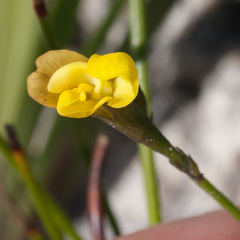 Lebeckia wrightii