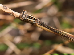 Pseudagrion kersteni