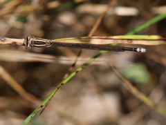 Pseudagrion kersteni