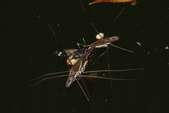 Gerris swakopensis
