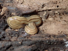 Bipalium pennsylvanicum