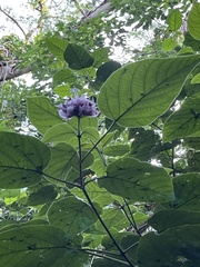 Clerodendrum chinense