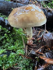 Pholiota brunnescens