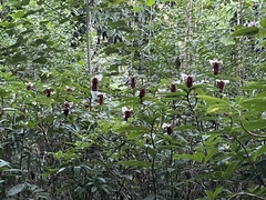 Costaceae