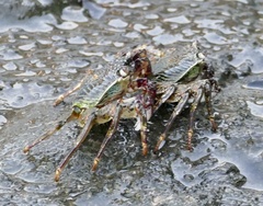 Grapsus