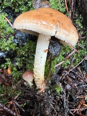Pholiota brunnescens
