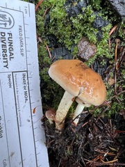 Pholiota brunnescens