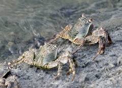 Grapsus