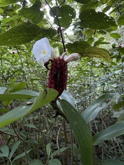 Costaceae