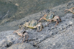 Grapsus