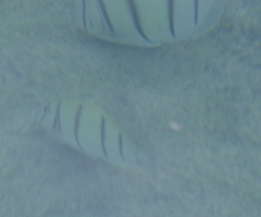 Acanthurus triostegus