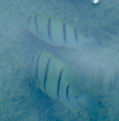 Acanthurus triostegus