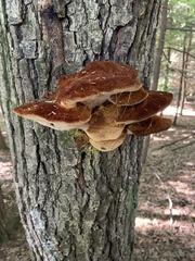 Inonotus