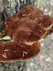 Inonotus