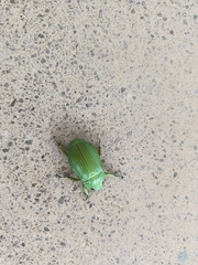 Chrysina psittacina