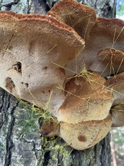 Inonotus