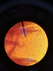 Inonotus