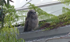 Bubo africanus africanus