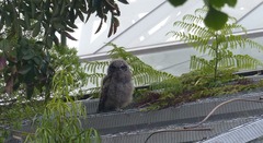 Bubo africanus africanus