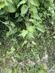 Rumex sagittatus