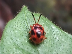 Stenotarsus pardalis