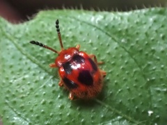 Stenotarsus pardalis