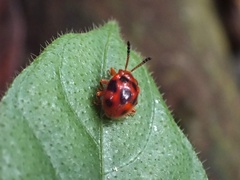 Stenotarsus pardalis