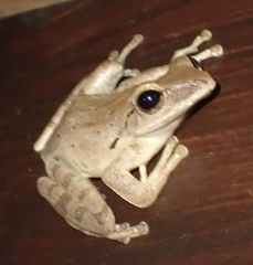 Polypedates iskandari