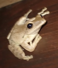 Polypedates iskandari