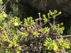 Oedera capensis