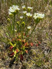 Dionaea muscipula