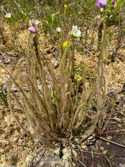 Drosera filiformis