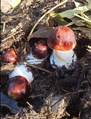 Leccinum albostipitatum