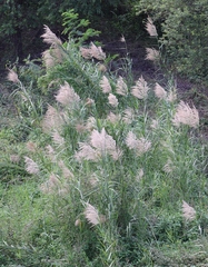 Phragmites karka