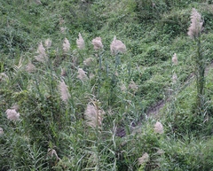 Phragmites karka