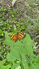 Hypanartia lethe