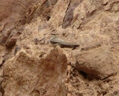 Ptyonoprogne rupestris