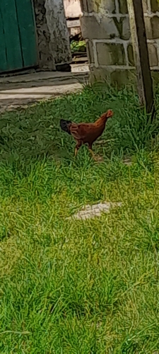 Domestic Chicken