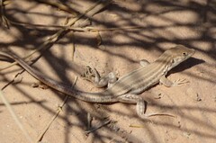 Acanthodactylus opheodurus