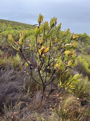 Leucadendron laureolum
