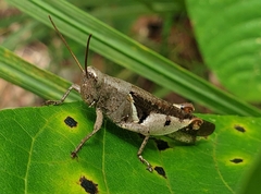 Diabolocatantops pinguis