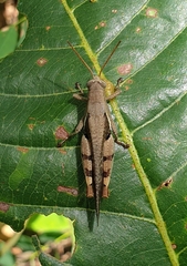 Diabolocatantops pinguis