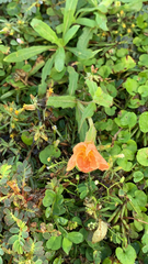 Oenothera laciniata