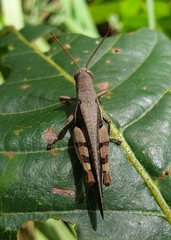 Diabolocatantops pinguis
