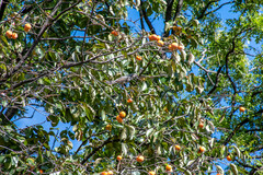 Hypsipetes amaurotis